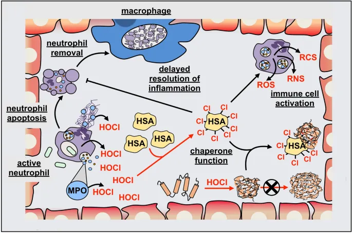 How Your Immune System Uses Hypochlorous Acid (HOCl) to Fight Infections: The Science Behind Nature's Most Powerful Antimicrobial